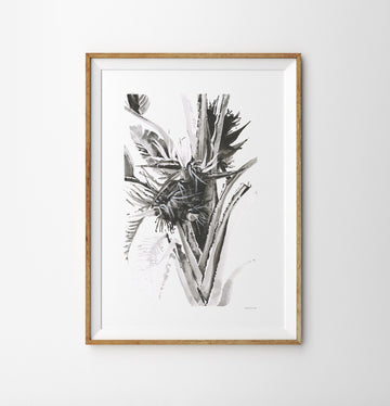 Framed black and white print of strelitzia plant with flower detail